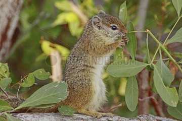 Smith's bush Squirrel eating leaves South Africa