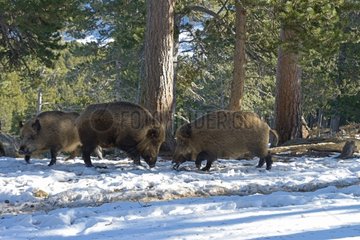 Wild Boars competing prey in the snow - France