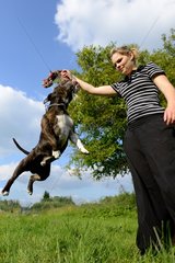 Woman playing with a Staffordshire Bull Terrier