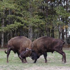 Male European Bisons fighting in a clearing