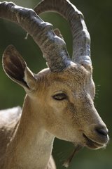 Portrait of Nubian Ibex - Haute-Touche Animal Park