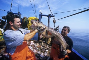 Dragger holds giant Codfish aboard dragger Massachusetts