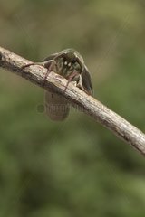Willowherb Hawk-moth in non complete maturity
