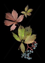 Break into leaf and fruit Virginia creeper in autumn [AT]