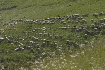 Flock of sheep in the pasture in summer Italian Alps