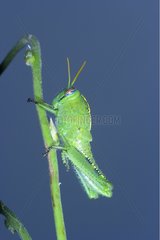 Egyptian Grasshopper nymph on a rod