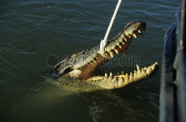 Capture d'un Crocodile Marin Baie de Darwin Australie