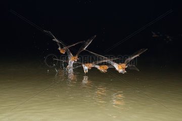 Bulldog Bat (Noctilio leporinus) catching insects on water  Pantanal  Brazil