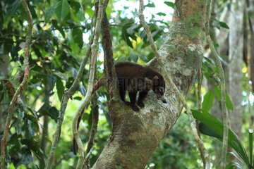 White-nosed Coati (Nasua narica) on a trunk  Costa Rica