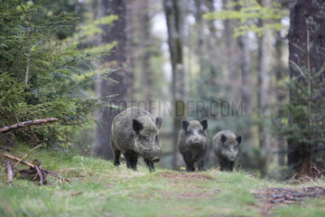 Eurasian wild boar (Sus scrofa) in the undergrowth  Doller Valley  Kirchberg  Haut-Rhin  Alsace  France