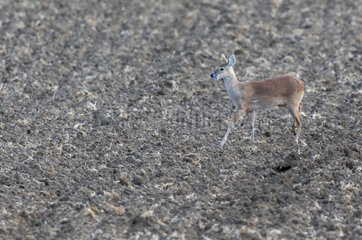 Chinese water deer (Hydropotes inermis) walking amongst dirt