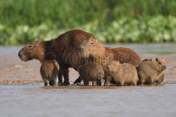Capybara (Hydrochoerus hydrochaeris) and young  Pantanal  Brazil