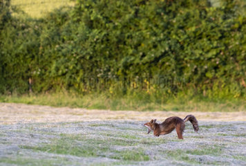 Red fox (Vulpes vulpes) stretching in a meadow  England