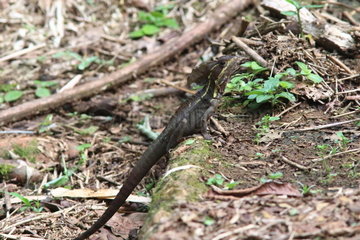 Brown Basilisk (Basiliscus vittatus)  Costa Rica