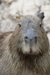 Portrait of Capybara (Hydrochoerus hydrochaeris)  Pantanal  Brazil