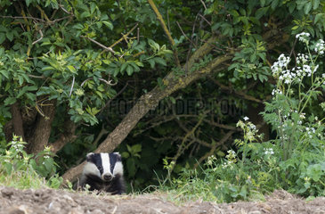 Badger (Meles meles) standing in a ditch  England