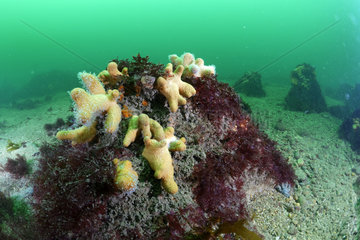 Dead man's finger (Alcyonium digitatum) - 20 meters deep  off the island of Oleron  Atlantic Ocean  France