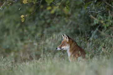Red fox (Vulpes vulpes)  Burgundy  France