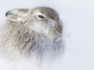 A Mountain Hare (Lepus timidus) endures blistering winds & snow drifts in the Cairngorms National Park  UK.