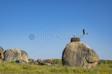 Granitic formations and nests of white storks (Ciconia ciconia)  natural monument of Los Barruecos  Extremadura  Spain