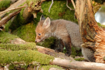Red fox (Vulpes vulpes)  Young  Ardennes  Belgium