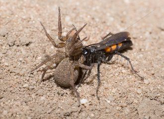 (Anoplius viaticus) female neutralizing a spider  Regional Natural Park of Northern Vosges  France
