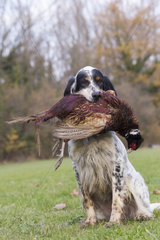 English Setter dog breed with a pheasant (Phasianus colchicus)  Bas Rhin  France
