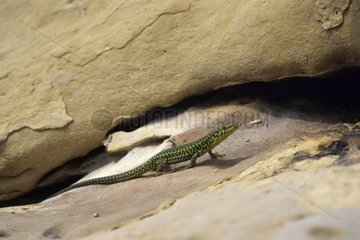 Maltese wall lizard Malta