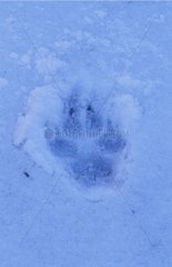 Der europäische Wolfsabdruck im Abfroze Italien nährt Schnee