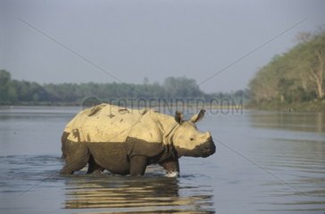 Rhinocéros indien marchant dans l'eau PN Chitwan Népal