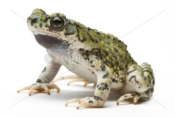 Green Toad from Texas in studio