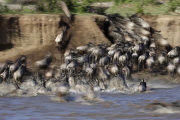 Blue wildebeest crossing a river - East Africa