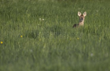Chinese Water Deer in a meadow at spring GB
