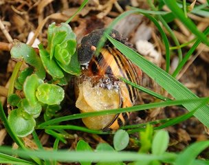 Glow-worm larva attacking a snail France