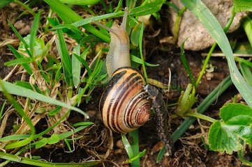 Glow-worm larva attacking a snail France