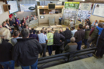 Daily sheep auction in Armoy  Northern Ireland