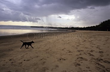 Black dog on a beach Myanmar