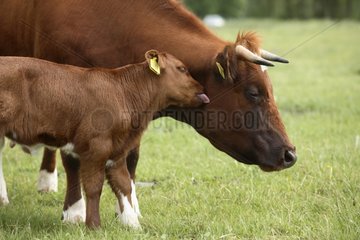 Brandrood veal licking its mother Netherlands
