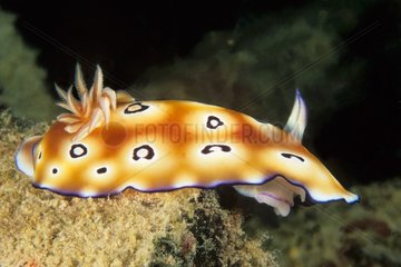 Colored Nudibranch based on a coral reef Malaysia