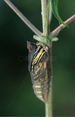 Swallowtail -Schmetterling der alten Welt aus seiner Chrysalis