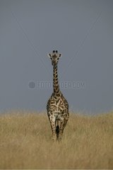 Girafe Masaï dans la savane Masaï Mara Kenya