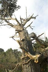 Toter Baum Plouha Frankreich