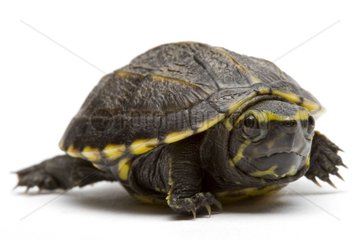 Striped Mud Turtle native to northern USA in studio