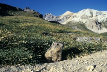Young Marmot at the exit of burrow Vanoise National Park