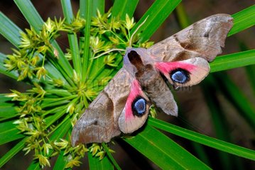 Eyed Hawk-moth open wings Corsican France