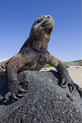 Male marine iguana on a rock Isabella Galapagos
