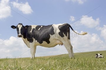 Prim'Holstein au pré au printemps
