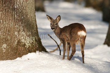 Roe-deer in snow