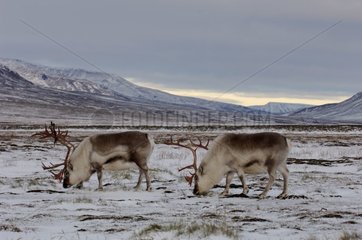 Reindeers seeking of food in winter Spitzberg
