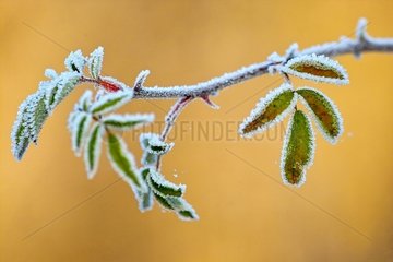 Branch and leaves covered with frost Marne France